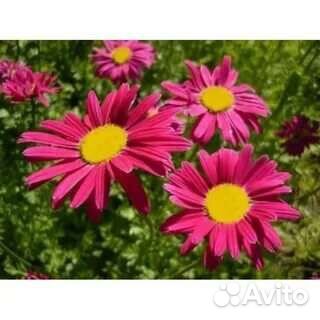 Ромашки голубые,красные