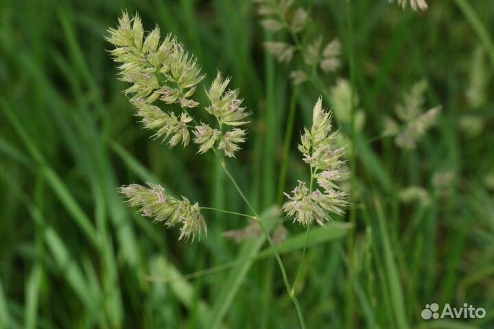 Семена ежа сборная