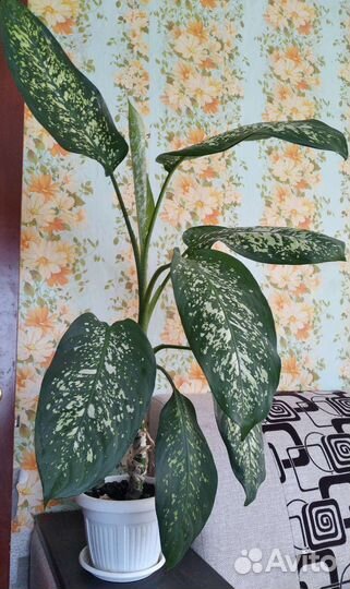 Диффенбахия