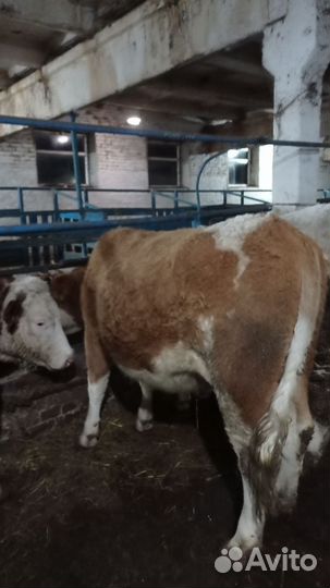 Нетель породы симентал