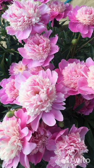 Пион, лилии