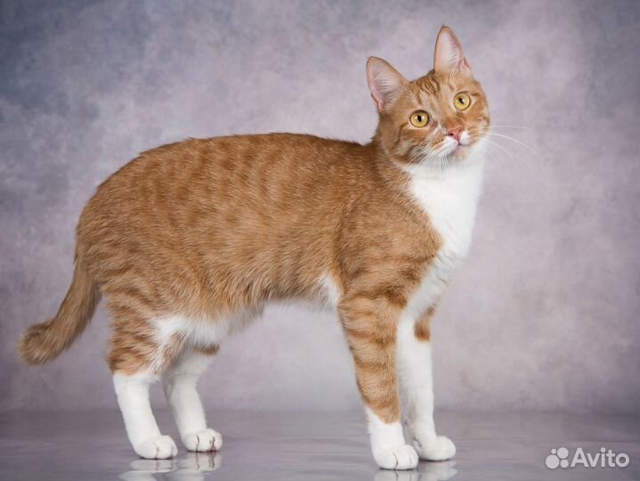 Ласковый красавчик кот Риччи