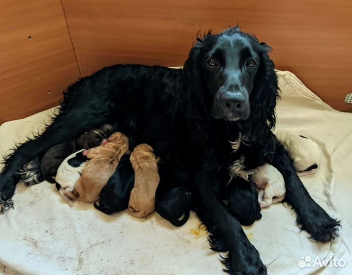 Щенки русского спаниеля