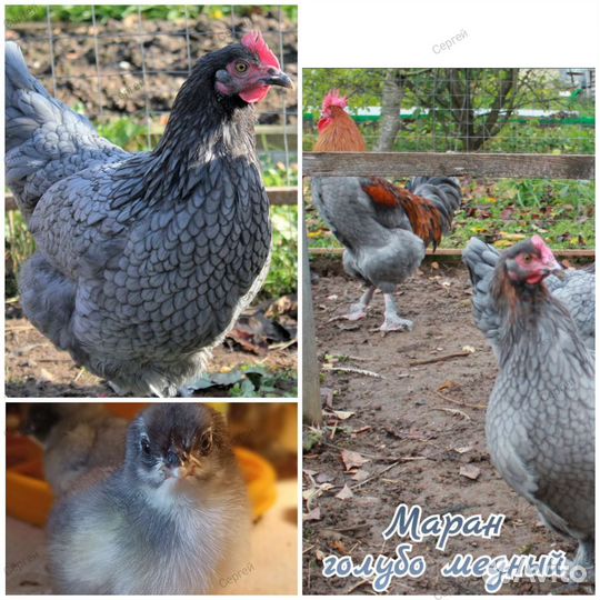 Племенные куры, петухи