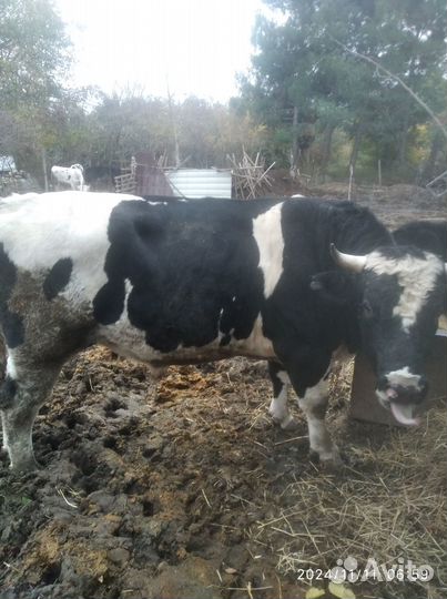 Бык на мясо