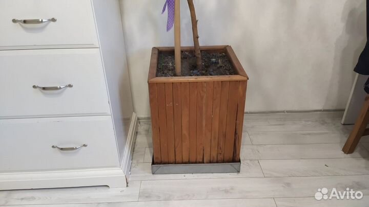 Фикус бенджамина в кадке