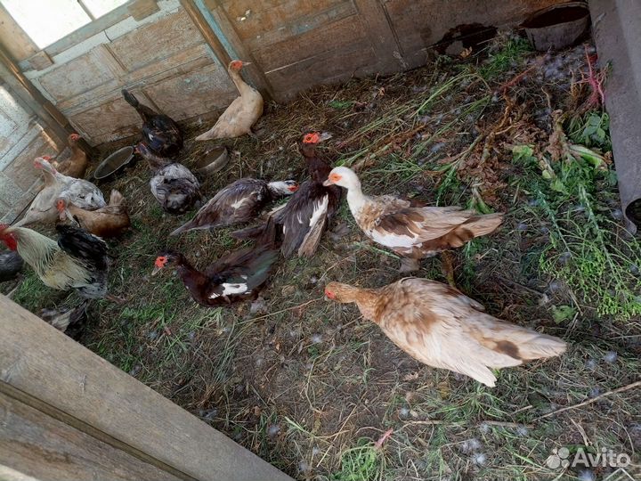 Индоутки и кряклы