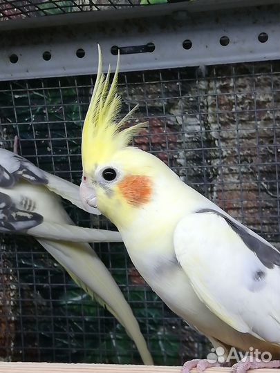 Попугай корелла птенцы, клетка