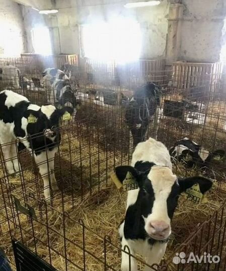 Бычки, телята 3 месяца