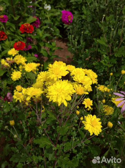 Хризантема желтая
