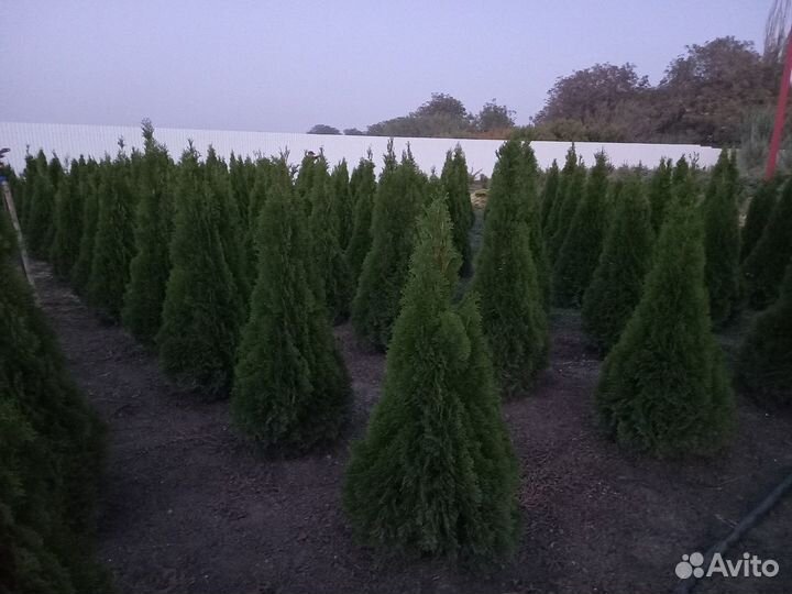 Туя Смарагд