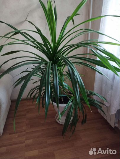 Комнатные цветы панданус