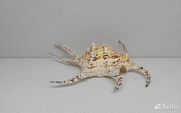 Ламбис Ширагра 25 морская ракушка раковина