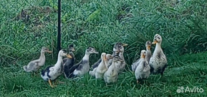 Индо утки и голубой фаворит