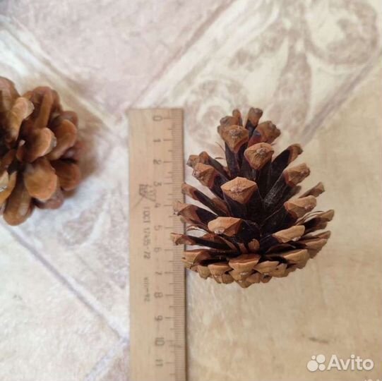 Шишки сосновые набор 70