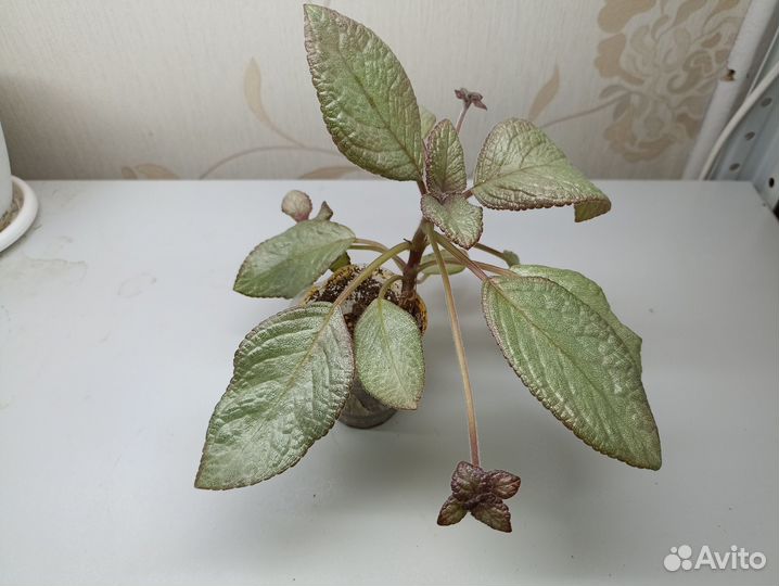 Эписции сортовые