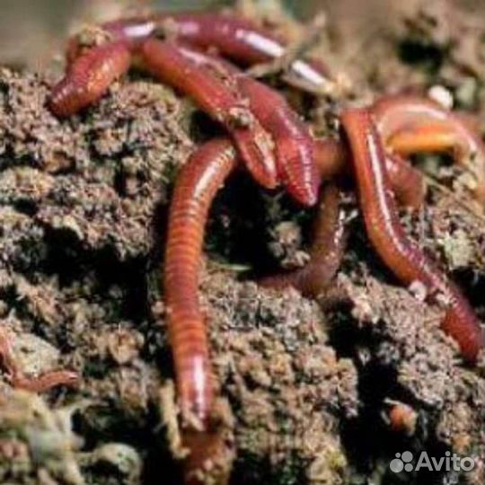 Червь калифорнийский