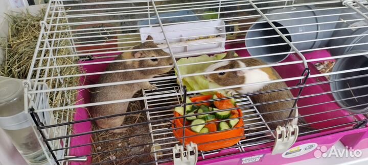 Морская свинка