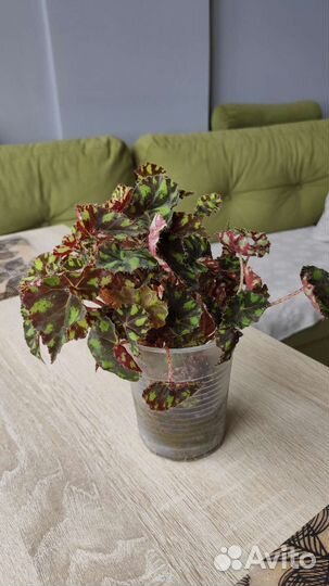 Тигровая бегония