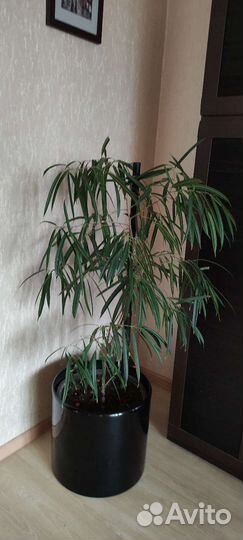 Али- фикус. Корделина