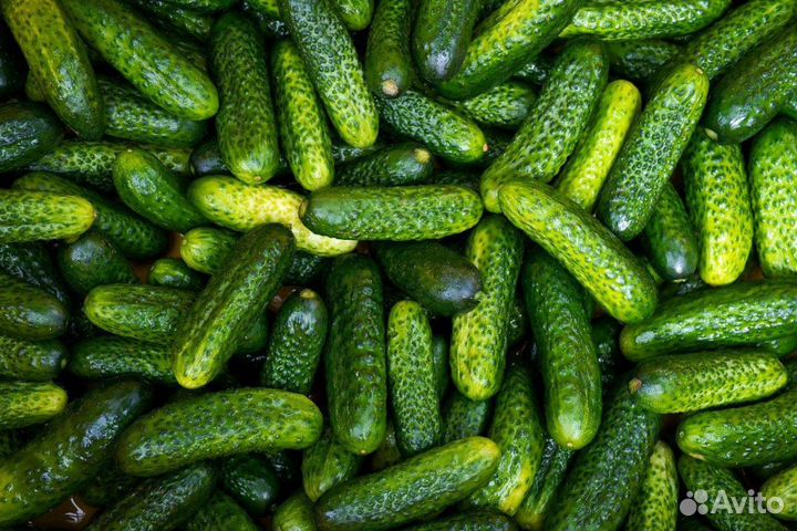 Огурцы и помидоры домашние