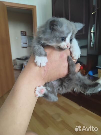 Кошки в добрые руки