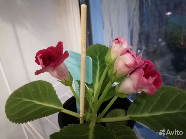 Глоксиния махровая