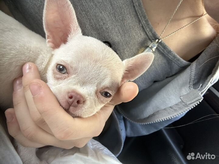 Вязка чихуахуа мальчик