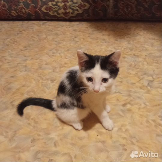 Котенок в добрые руки