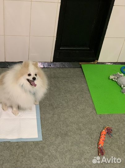 Передержка Собак