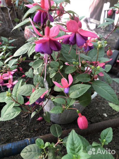 Черенки фуксии