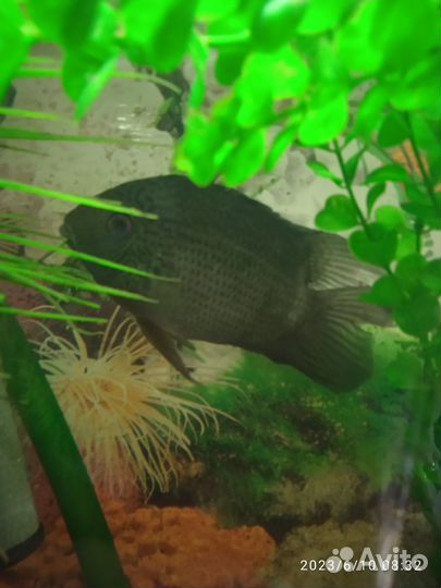 Цихлозома северум