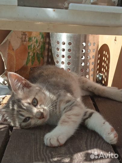 Котёнок трёхцветный, девочка