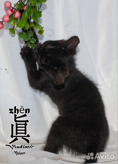 Котенок девочка в добрые руки