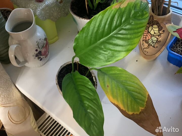 Комнатные растения цветы спатифиллум