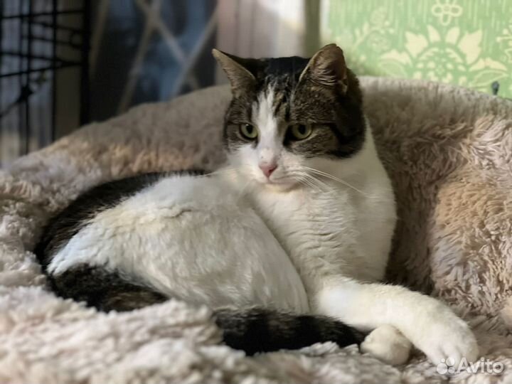 Кошка, девочка, крыселовка