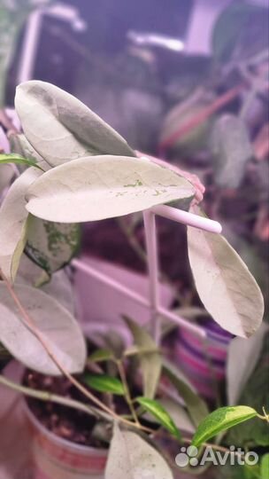 Хойя обмен на садовые