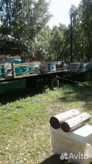 Другие животные