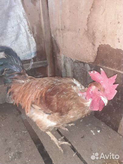 Молодые петухи