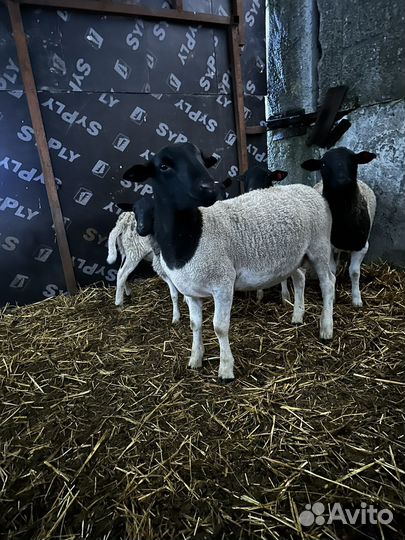 Бараны породы дорпер