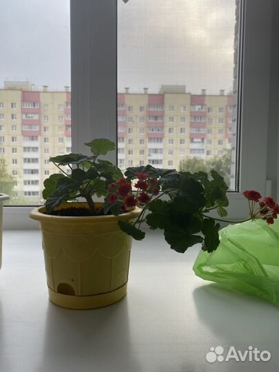 Продам каждый за 200