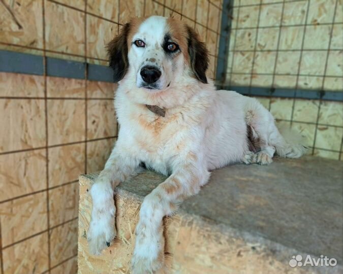 Собака в добрые руки