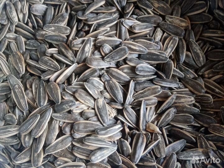 Семечки подсолнечника Семена подсолнечника на Корм