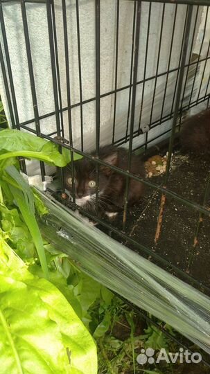 Котята - девочки