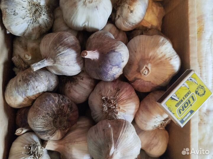 Чеснок зимний очень крупный