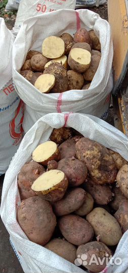 Картофель домашний