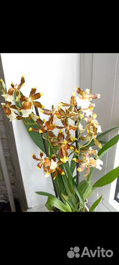 Орхидея камбрия