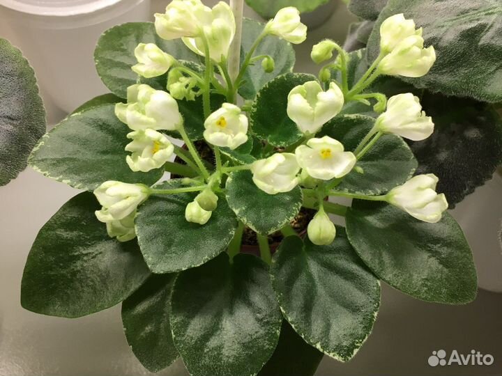 Сортовые Фиалки мини