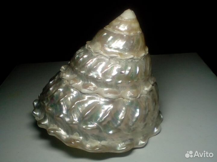 Перламутровая ракушка конус Трохус Ундоза 9 см