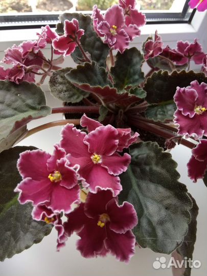 Комнатные цветы